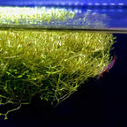 Riccia Fluitans Crystalwort Live Aquatic Plant for Aquarium