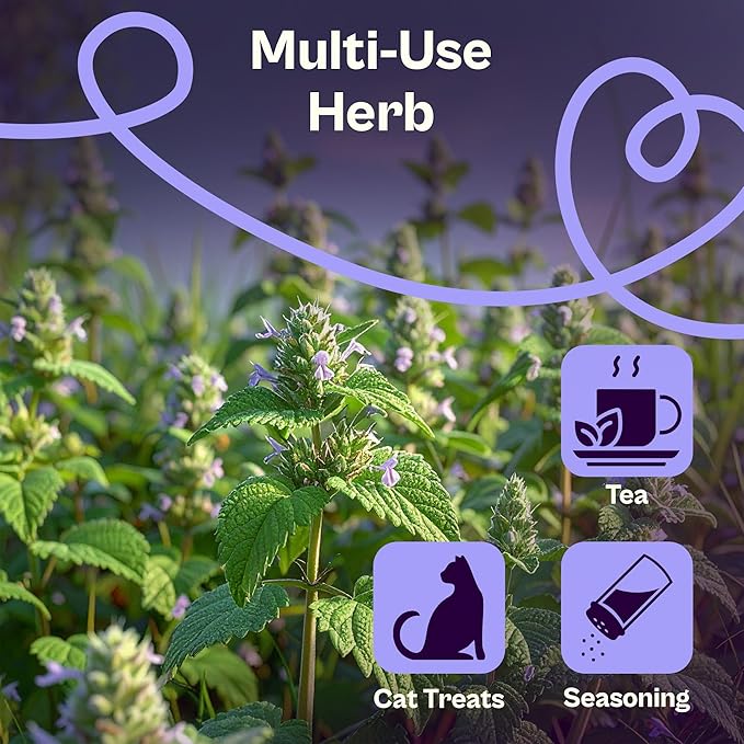 SVI 2500 Catnip Seeds (Nepeta cataria) – Catmint, Best Catnip for Cats Seed Packets, Heirloom Cat Nip Herb Seeds – Outdoor & Indoor Herb Garden, Containers, Herbs Beds