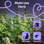 SVI 2500 Catnip Seeds (Nepeta cataria) – Catmint, Best Catnip for Cats Seed Packets, Heirloom Cat Nip Herb Seeds – Outdoor & Indoor Herb Garden, Containers, Herbs Beds