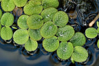 12 Water Spangles (Salvinia Minima) Live Floating Plants for Aquarium or Pond by TMDFishKeeping