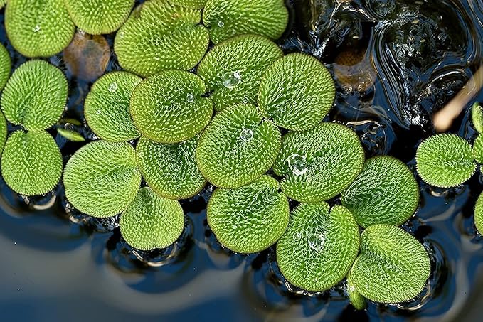 12 Water Spangles (Salvinia Minima) Live Floating Plants for Aquarium or Pond by TMDFishKeeping