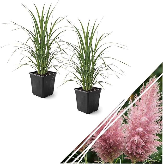Live Ornamental Pampas Grass (Cortaderia selloana) - Pink (2 Pack) - Perennial Accent Plant - 10" Tall by 5" Wide in 1.5 Qt Pot