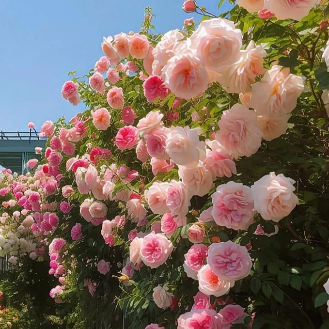 350+ Climbing Rose Seeds - Heirloom Non-GMO Climbing Flower Seeds for Captivating Garden Blooms - Perennial Shrub Flowers, Perfect for Spring and Fall Planting, Great Gardening Gift