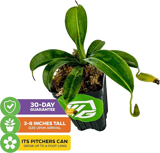 Miranda Carnivorous Pitcher Plant - Nepenthes Miranda - Wellspring Gardens Starter Plant - Unique & Exotic Tropical for Indoor/Outdoor Growing & Planting - Easy to Grow, Great for Nature Lovers