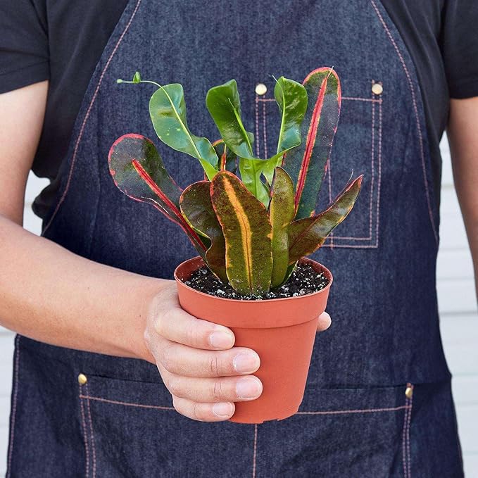 Croton Mammy Live Plant for Indoor | Different Houseplants in 3'' Pot | Real House Plant for Living Room, Office, Desk & Bathroom | Codiaeum | Mammy