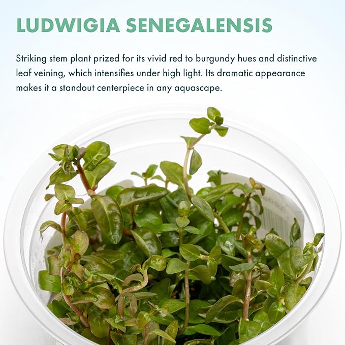 SubstrateSource Live Plants - Ludwigia Senegalensis (Ludwigia senegalensis) - High Light, Red, Maroon, and Orange Accent Upright Stem Plant, Midground to Background Placement - Tissue Culture, 1 Pack