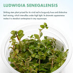 SubstrateSource Live Plants - Ludwigia Senegalensis (Ludwigia senegalensis) - High Light, Red, Maroon, and Orange Accent Upright Stem Plant, Midground to Background Placement - Tissue Culture, 1 Pack
