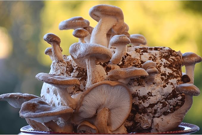 Shiitake Mushroom Grow Kit by Oakland Mushroom Co. | Handmade with Organic Ingredients | Ready to Grow | Harvest in 7-14 Days