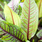 Bloody Dock, a Great Live Pond Plant for Your Water Garden. Filters koi and Goldfish Ponds. Good for Bogs, Plant Shelf or Shallow Water This marginal Aquatic is a Real Beauty
