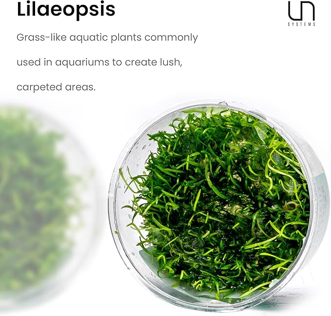 Ultum Nature Systems Micro Sword Lilaeopsis Novaezelandiae Tissue Culture Live Plant for Aquarium, Aquascape, Freshwater Fish Tanks - 100% Snail Free in Vitro