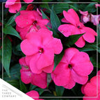 Live Flowering New Guinea Impatiens - Shades of Pink (3 Plants Per Pack) - Beautiful Shade Flowers - 12" Tall by 5" Wide in 1 Qt Pot