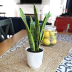 Altman Plants Sansevieria Laurentii Snake Plants (Approx. 10" Tall) in White Planter, Variegated Snake Plant Decor, Easy Plant Gift & Desk Plant, Live Snake Plant Live Indoor with Pot, Air Purifying