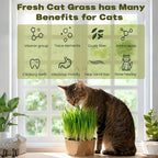 6 Pack Natural Cat Grass Seeds Growing Kit, Easy Growing Pet Grass for Cat & Kittens Indoor Garden, Fresh Cats Grass Set for Chewing, Quick Germination, Ideal for Beginners, Pet Safe