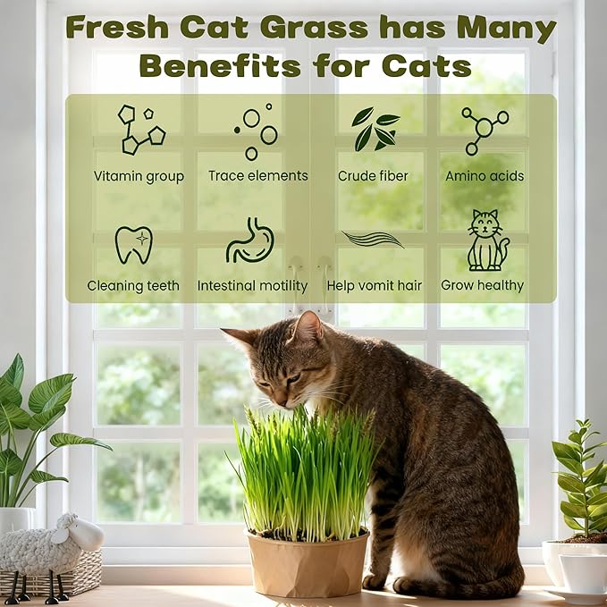 6 Pack Natural Cat Grass Seeds Growing Kit, Easy Growing Pet Grass for Cat & Kittens Indoor Garden, Fresh Cats Grass Set for Chewing, Quick Germination, Ideal for Beginners, Pet Safe