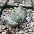 Planet Desert Gasteria Sakura Fuji Cacti Cactus Succulent Real Live Plant