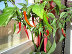 Clovers Garden Cayenne Long Slim Pepper Plants- Two (2) Live Plants – Non-GMO - Not Seeds – Each 4"-8" Tall in 4 Inch Pots - Medium Heat, Dries Well