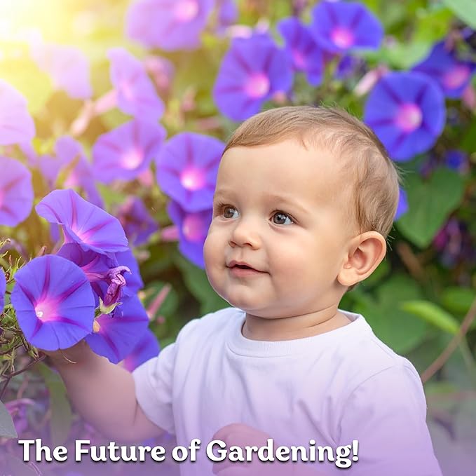KVITER 150 Grandpa OTT Morning Glory Seeds (Ipomoea purpurea) – Vine Purple Climbing Blooms Flower Seeds to Plant Outside – Pollinator Heirloom Seed Packets for Garden, Trellises, Outdoor Flower Beds