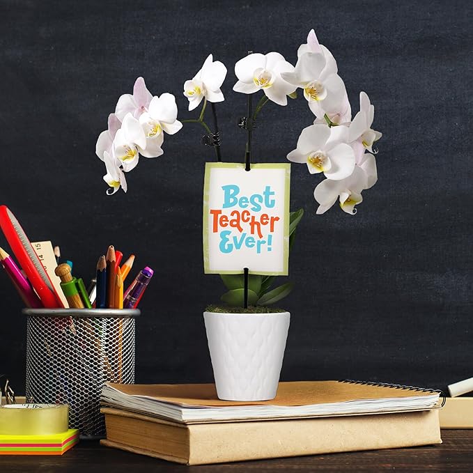 Green Circle Growers 3" Petite White Orchid in Evi White Planter, Live Plant – Best Teacher Ever