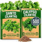HOME GROWN Cilantro Seeds 250 Calypso & 250 Santo Cilantro for Planting Indoors, Hydroponics or Aerogarden - Heirloom, Non-GMO, Santo Plant, for Your Indoor Herb Garden (Coriandrum sativum)
