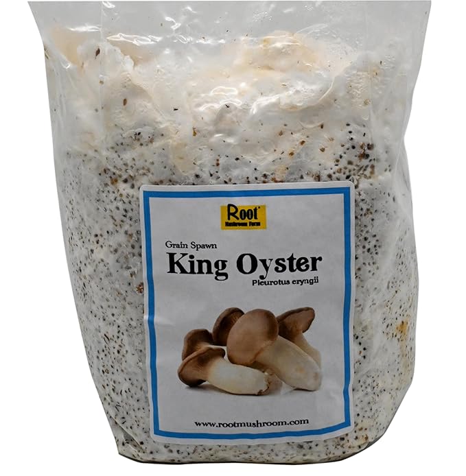 Root Mushroom Farm-King Oyster Grain Spawn(NOT A GROW KIT)