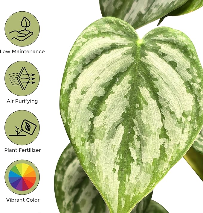 Philodendron Brandi Live Plant [Winter Thermal Packaging Included] | House Live Plants | Living Room Decor, Office Decor, Desk & Bathroom Decor | Silver Leaf | 4.5inch (Ceramic Pot Not Included)
