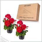 Live Flowering Zonal Geraniums - Red (2 Plants Per Pack) - Beautiful Spring Flowers - 12" Tall by 5" Wide in 1 Qt Pot