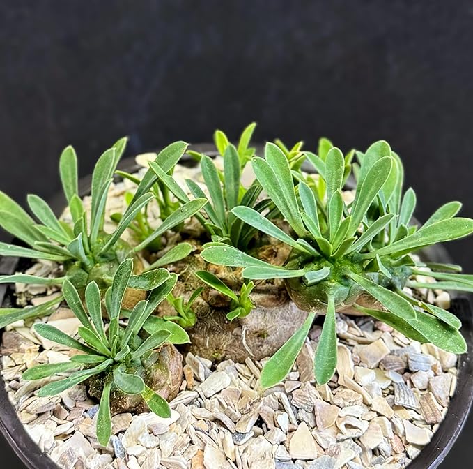 Rare Dwarf Hybrid Euphorbia Japonica 4" Succulent, Bare Root Plant by Exotic-Succulent-Collection