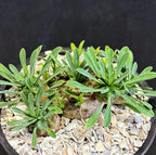 Rare Dwarf Hybrid Euphorbia Japonica 4" Succulent, Bare Root Plant by Exotic-Succulent-Collection