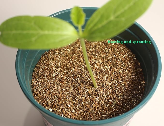 5QT Organic Vermiculite, Horticultural Vermiculite for Plants, Soil Additive for Potted Plants, Vermiculite Coarse Hydroponic for Succulent Orchid Gardening Reptiles