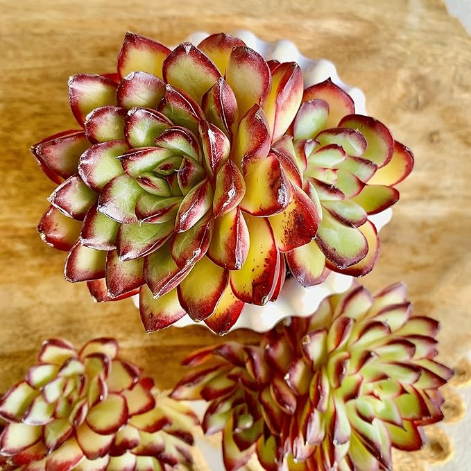 FWPP Succulents Plants Live Echeveria ‘Red Flame’,Mini Succulents Red 3 inches Mini Succulents,Bare Root Without Pot,Succulent Plant Live Decoration Plant Gifts