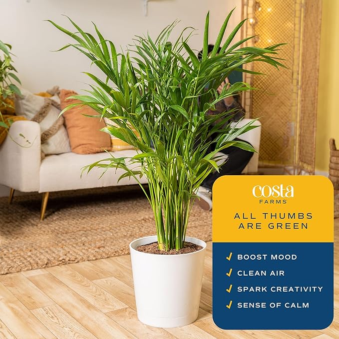 Costa Farms Cat Palm Live Plants in Decorative Pot, Large Indoor Houseplant, Perfect for Home, Room, or Office Decor, Great House Warming or Birthday Gift, 3-4 Feet Tall, Pack of 2
