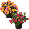 Live Flowering Lantana - Grower's Choice Assorted Colors (2 Plants Per Pack), Healthy Blooming Pollinator, 8" Tall by 5" Wide in 1 Qt Pot