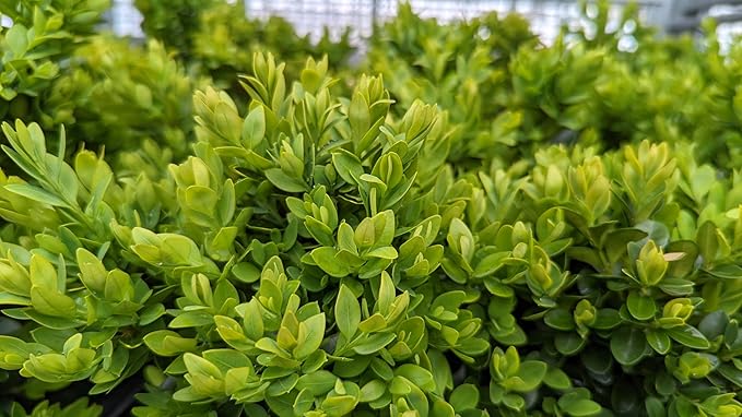 Live Plant from Green Promise Farms - Buxus microphylla VAR. Japonica Green Velvet (Boxwood), #2 Gallon Size Container, Evergreen