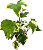 BubbleBlooms Variegated Algerian Ivy, Hedera Algeriensis, Canary Island Ivy, Canary Ivy, Madeira Ivy in 4 inch Pot