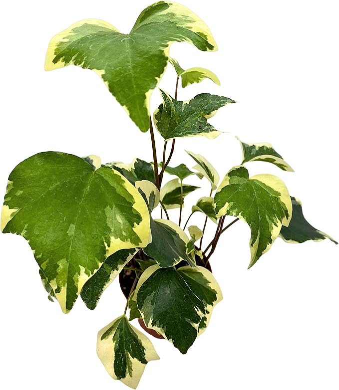 BubbleBlooms Variegated Algerian Ivy, Hedera Algeriensis, Canary Island Ivy, Canary Ivy, Madeira Ivy in 4 inch Pot