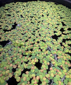 Floating Plant Bundle - Red Root Floaters, Salvinia, Giant Duckweed - Aquarium Live Plant Collection.