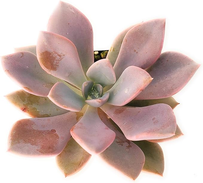 Fat Plants San Diego Echeveria Succulent Plant (2.5 inch, graptoveria Debbie)