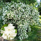 1 Year Old Philadelphus Mock Orange Bush Tree Live Plant, Very Fragrant, Cold Hardy, Dormant in Winter