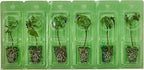 Bonnie Plants Better Boy Tomato Plug, Live Plant, for Burgers, Salsa, and Sauces, Full Sun, 3 Cubic in., 6 Pack