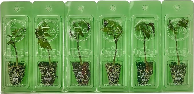 Bonnie Plants Better Boy Tomato Plug, Live Plant, for Burgers, Salsa, and Sauces, Full Sun, 3 Cubic in., 6 Pack