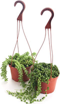 Shop Succulents | Hanging Collection of Live Succulent Plants, Hand Selected String of Pearls & Burrito Sedum Variety | Collection of 2 in 6" Grow Pot
