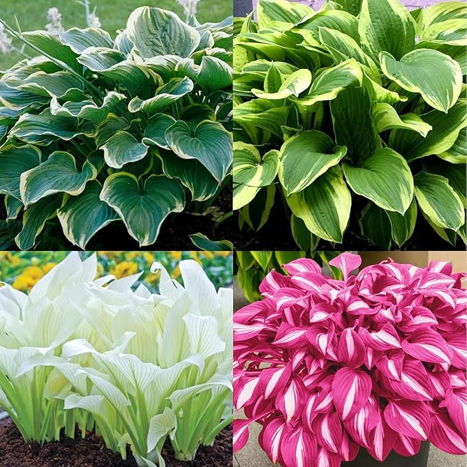 Hosta Seeds for Garden, 200 Pieces Perennial Shade Plants, Easy Growing Ornamental Foliage for Borders, Patios, Pots, Gardening Gift