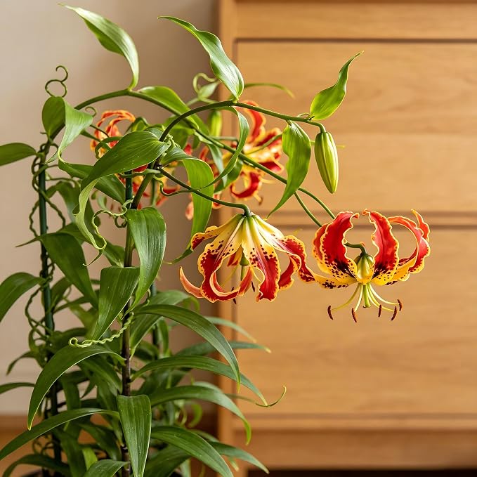 CarpetC 30+ Flame Lily Seeds for Planting, Gloriosa superba Glory Lily Climbing Vine with Unique Recurved Petals, Non-GMO Heirloom for Outdoor Garden Trellises Indoor Containers