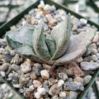 Planet Desert Gasteria Sakura Fuji Cacti Cactus Succulent Real Live Plant