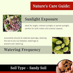 Live Succulents Plants Mystery Pack - Variety of Well Rooted Plants in 2 Inch Pots - Real, Small, Assorted Houseplants for Indoor, DIY, Home Decor, Wedding, or Birthday Gifts (4 Pack)