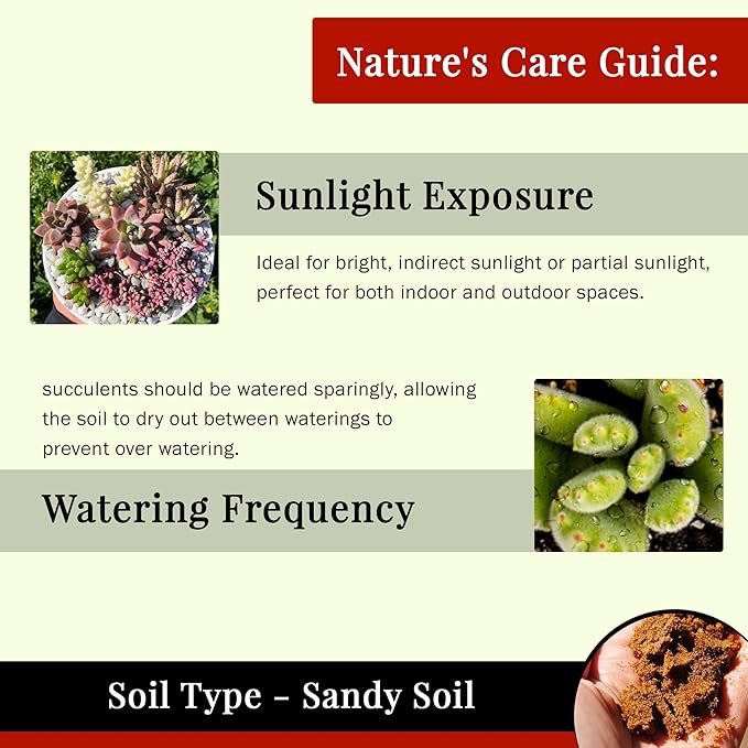 Live Succulents Plants Mystery Pack - Variety of Well Rooted Plants in 2 Inch Pots - Real, Small, Assorted Houseplants for Indoor, DIY, Home Decor, Wedding, or Birthday Gifts (64 Pack)