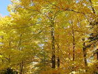 Sugar Maple Shade Tree - Orange and Yellow Fall Color- Live Plant Shipped 2 to 3 Feet Tall by DAS Farms