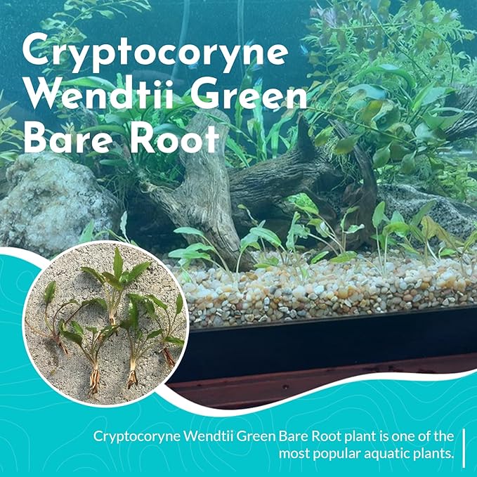 Cryptocoryne Wendtii Green Bare Root - Versatile and Durable ¬- Classic Plant - Mid-Ground Positioning - All Natural & Organic Aquatic Plant - Long Lasting & Easy to Care - 2" Pot