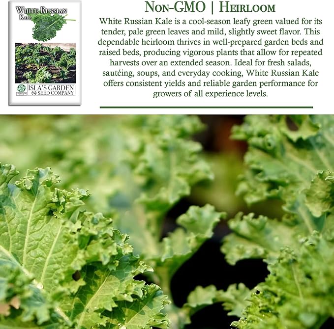White Russian Kale Seeds (Brassica Napus) – 1000+ Heirloom Non GMO Seeds by Isla’s Garden Seeds, Tender Mild Leaves, Cold Hardy Cool-Season Green, Easy Home Garden Variety, Small & Fun Gift Idea