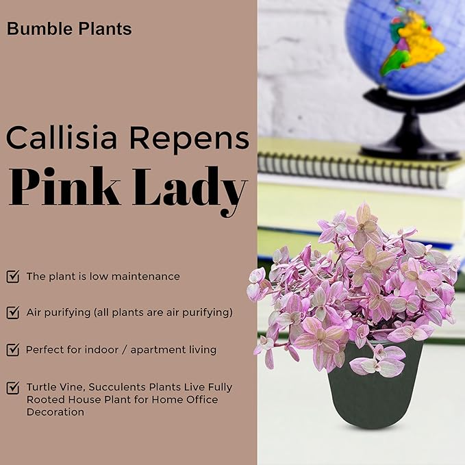 Callisia Rosato Pink Fairy Lady [Winter Thermal Packaging Included] Plant | Vibrant Indoor Plant with Striking Pink Foliage | Ideal for Home Decor and Small Spaces Houseplants Live Indoor House Plant